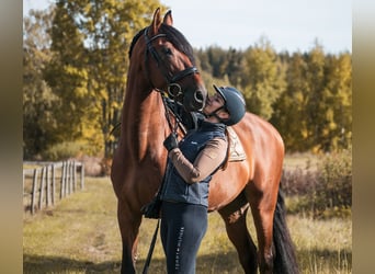 PRE, Ruin, 10 Jaar, 172 cm, Roodbruin