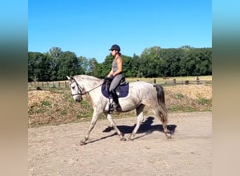 PRE Mix, Ruin, 11 Jaar, 154 cm, Appelschimmel