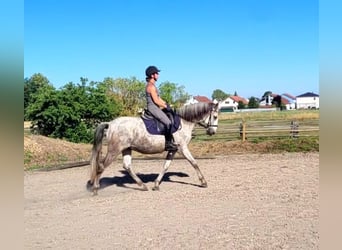 PRE Mix, Ruin, 11 Jaar, 154 cm, Appelschimmel