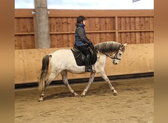 PRE Mix, Ruin, 11 Jaar, 155 cm, Appelschimmel