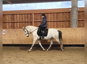 PRE Mix, Ruin, 11 Jaar, 155 cm, Appelschimmel