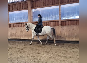 PRE Mix, Ruin, 11 Jaar, 155 cm, Appelschimmel