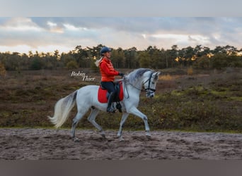 PRE Mix, Ruin, 11 Jaar, 160 cm, Schimmel