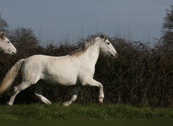 PRE Mix, Ruin, 11 Jaar, 161 cm, Schimmel