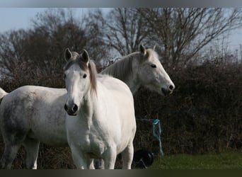 PRE Mix, Ruin, 11 Jaar, 161 cm, Schimmel