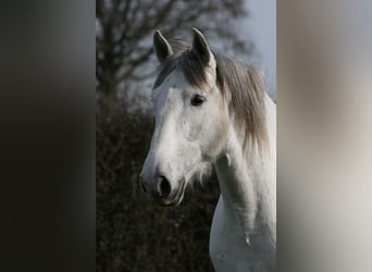 PRE Mix, Ruin, 11 Jaar, 161 cm, Schimmel