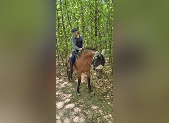 PRE, Ruin, 11 Jaar, 162 cm, Bruin