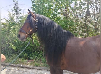 PRE Mix, Ruin, 11 Jaar, 162 cm, Bruin
