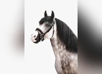 PRE Mix, Ruin, 11 Jaar, 164 cm, Schimmel