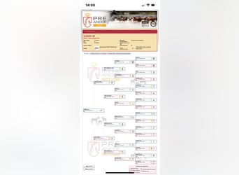 PRE Mix, Ruin, 11 Jaar, 165 cm, Bruin