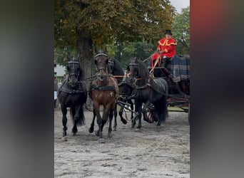 PRE Mix, Ruin, 11 Jaar, 165 cm, Bruin