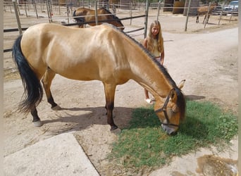 PRE Mix, Ruin, 11 Jaar, 165 cm, Buckskin