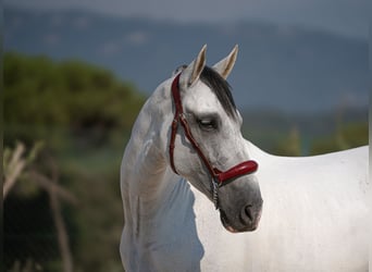 PRE Mix, Ruin, 11 Jaar, 166 cm, Schimmel