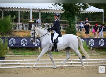 PRE Mix, Ruin, 11 Jaar, 168 cm, Schimmel