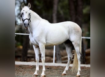 PRE Mix, Ruin, 11 Jaar, 168 cm, Schimmel