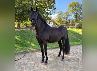 PRE Mix, Ruin, 11 Jaar, 170 cm, Donkerbruin