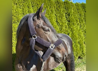 PRE Mix, Ruin, 11 Jaar, 170 cm, Donkerbruin