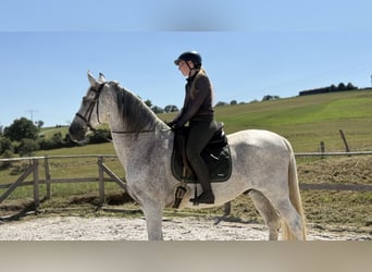 PRE Mix, Ruin, 11 Jaar, 172 cm, Schimmel