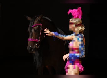 PRE Mix, Ruin, 12 Jaar, 160 cm, Donkerbruin