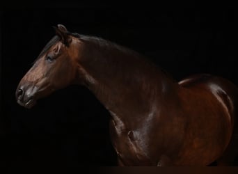 PRE Mix, Ruin, 12 Jaar, 160 cm, Donkerbruin