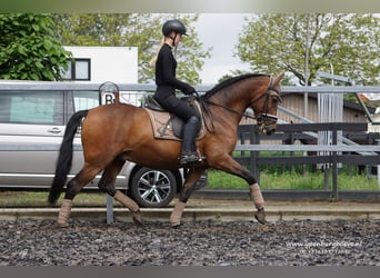 PRE, Ruin, 12 Jaar, 161 cm, Donkerbruin