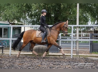 PRE, Ruin, 12 Jaar, 161 cm, Donkerbruin