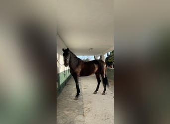 PRE Mix, Ruin, 12 Jaar, 162 cm, Donkerbruin