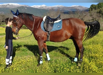 PRE Mix, Ruin, 12 Jaar, 165 cm, Bruin