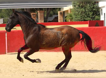 PRE Mix, Ruin, 13 Jaar, 160 cm, Bruin