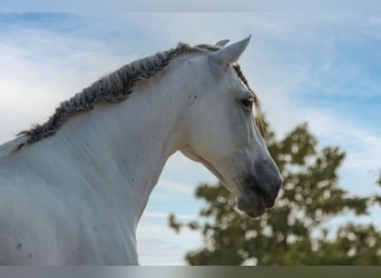 PRE, Ruin, 13 Jaar, 160 cm, Schimmel