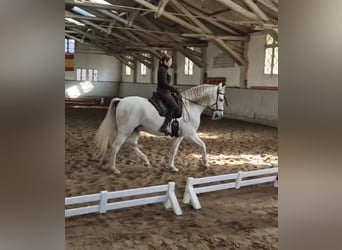 PRE Mix, Ruin, 13 Jaar, 160 cm, Schimmel