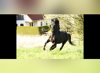 PRE, Ruin, 13 Jaar, 160 cm, Zwart