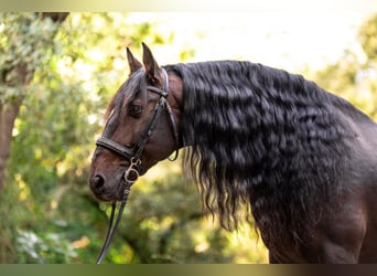 PRE Mix, Ruin, 13 Jaar, 163 cm, Donkerbruin