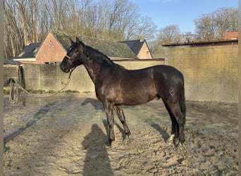 PRE Mix, Ruin, 13 Jaar, 164 cm, Zwart