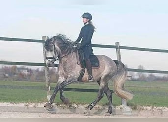 PRE, Ruin, 13 Jaar, 165 cm, Schimmel