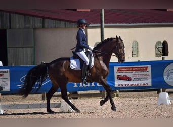 PRE Mix, Ruin, 13 Jaar, 166 cm, Donkerbruin