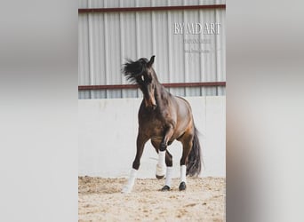 PRE Mix, Ruin, 13 Jaar, 166 cm, Donkerbruin