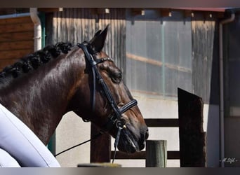 PRE Mix, Ruin, 13 Jaar, 166 cm, Donkerbruin