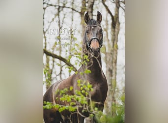 PRE Mix, Ruin, 13 Jaar, 166 cm, Donkerbruin