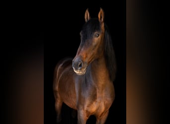 PRE, Ruin, 13 Jaar, 168 cm, Bruin