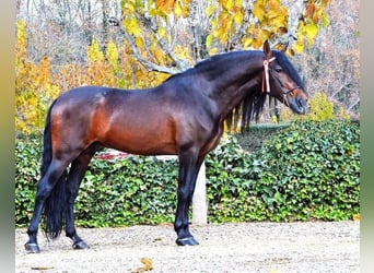 PRE, Ruin, 13 Jaar, 168 cm, Bruin