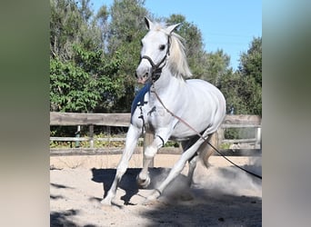 PRE Mix, Ruin, 14 Jaar, 156 cm, Schimmel