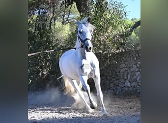 PRE Mix, Ruin, 14 Jaar, 156 cm, Schimmel