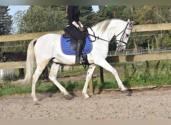 PRE Mix, Ruin, 14 Jaar, 158 cm, Schimmel