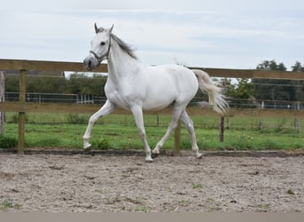 PRE Mix, Ruin, 14 Jaar, 158 cm, Schimmel