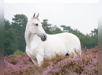 PRE Mix, Ruin, 14 Jaar, 158 cm, Schimmel