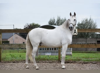 PRE Mix, Ruin, 14 Jaar, 158 cm, Schimmel