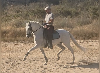 PRE Mix, Ruin, 14 Jaar, 159 cm, Schimmel