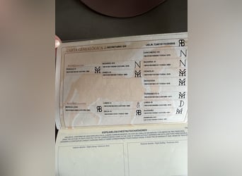 PRE Mix, Ruin, 14 Jaar, 163 cm, Bruin