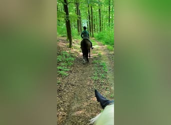 PRE Mix, Ruin, 14 Jaar, 163 cm, Bruin